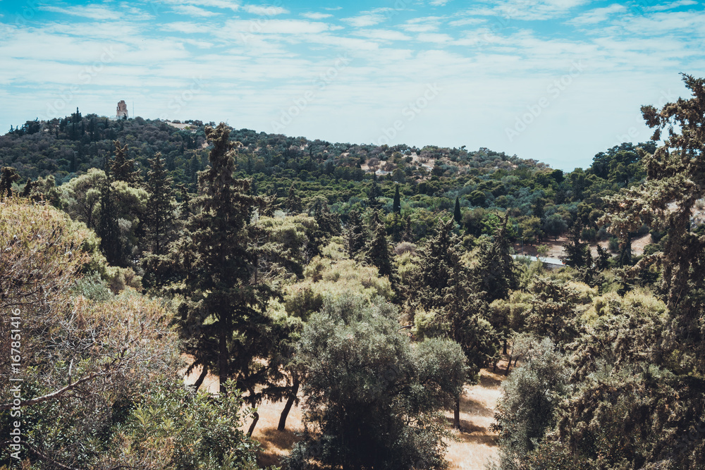 View of semi-arid forest and trails