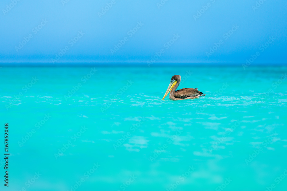 Juvenile brown pelican floating on a turquoise caribbean sea at Eagle Beach, Aruba