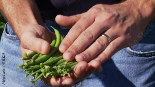 Close up, man holds fresh green beans