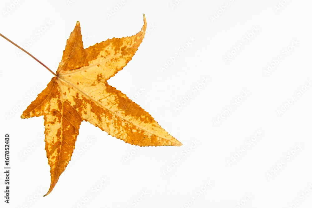 Autumn colored Liquidambar styraciflua leaf isolated Autumn colored Liquidambar styraciflua leaf isolated