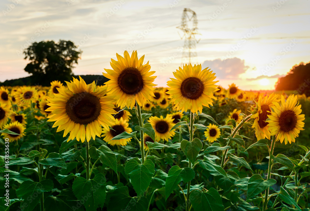 Obraz premium Sunflower