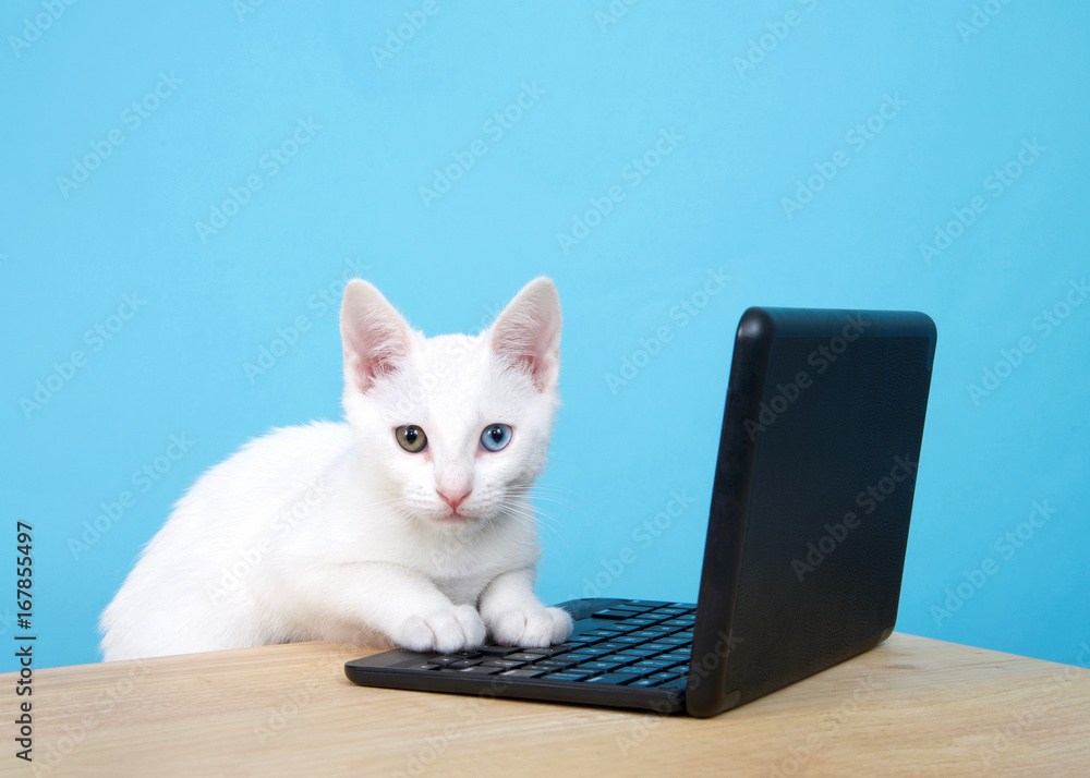 Portrait of one cute white kitten with heterochromia, or odd-eyes leaning on a computer keyboard on miniature laptop looking directly at viewer. Wood table, powder blue background with copy space Portrait of one cute white kitten with heterochromia, or odd-eyes leaning on a computer keyboard on miniature laptop looking directly at viewer. Wood table, powder blue background with copy space
