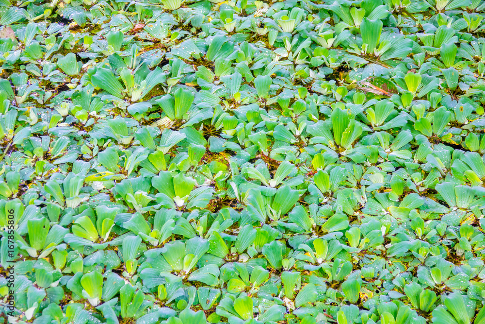 Green plant on water surface texture background Green plant on water surface texture background