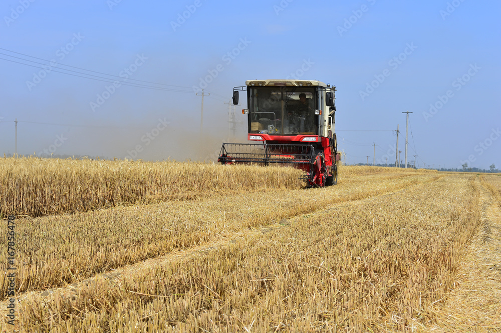 Obraz premium Harvester in wheat