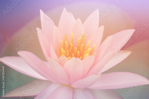 Lotus flower in pastel colors sweet background