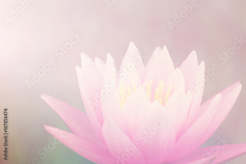 Lotus flower in pastel colors sweet background