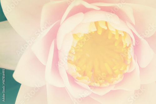Lotus flower in pastel colors sweet background
