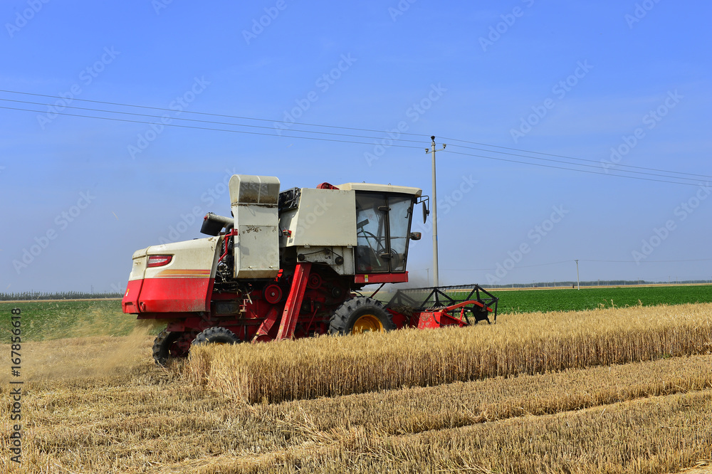 Fototapeta premium Harvester in wheat