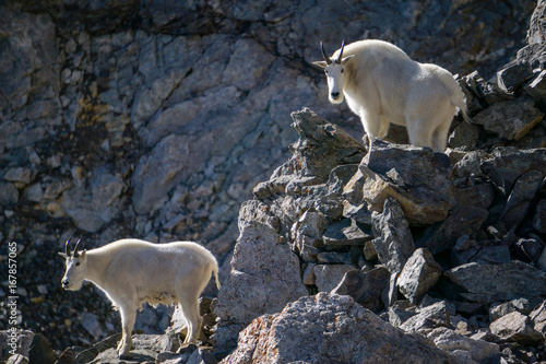 Mountain Goats on Rocky Mountain
