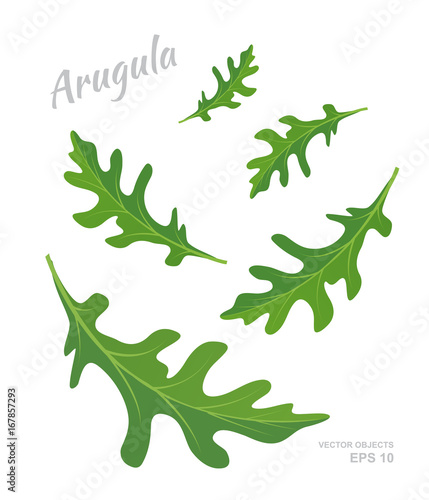 Vector illustration of falling Arugula leaves isolated on white background. Fresh spices and condiments. Natural eco product © iv_design