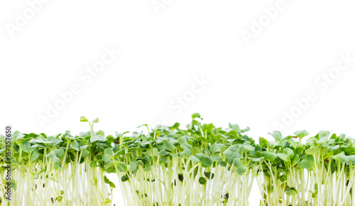 Portion of Cress isolated on white photo