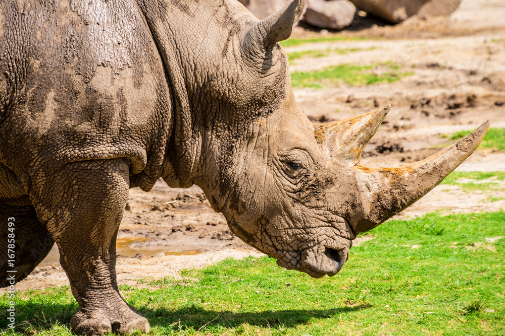 Fototapeta premium Rhino at the zoo