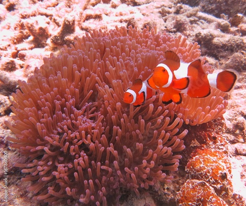 clownfish and sea anemones found in coral reef area at Redang island, Malaysia