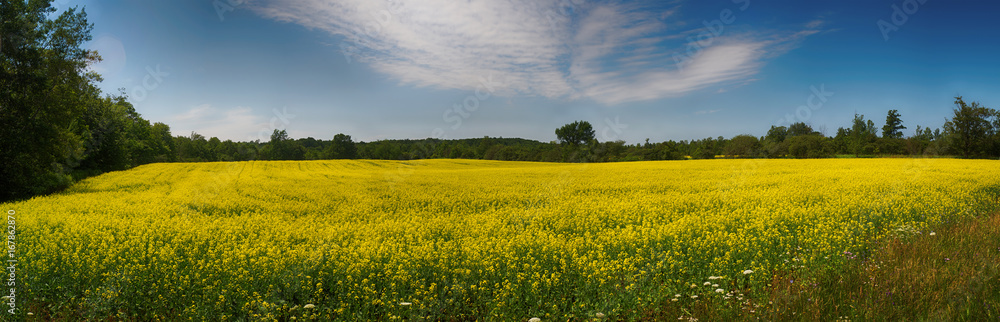 Panoramic view of blooming yellow rapeseed field in Collingwood, Ontario Panoramic view of blooming yellow rapeseed field in Collingwood, Ontario