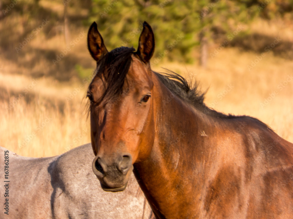 Fototapeta premium A male horse begins paying attention to the camera.