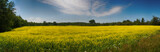 Panoramic view of blooming yellow rapeseed field in Collingwood, Ontario