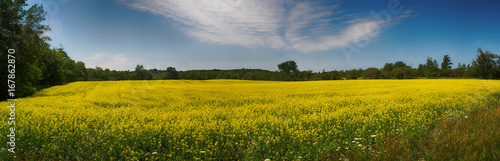Panoramic view of blooming yellow rapeseed field in Collingwood, Ontario