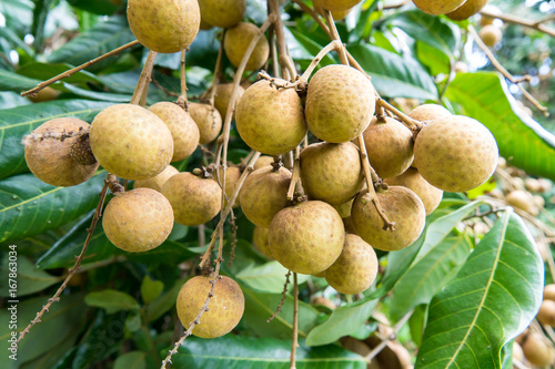 Fresh longan fruit on tree in the garden Chiang Mai and Lamphun Thailand. Tropical fruit.