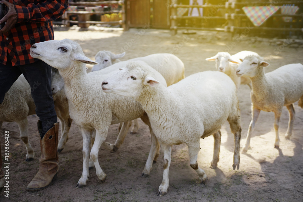 flock of sheep runs along the farmer. flock of sheep runs along the farmer.