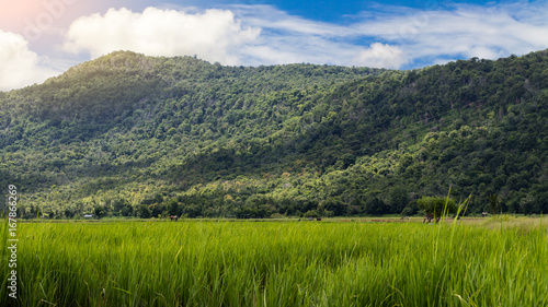 Rice fields with lush green mountains.