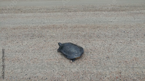 Turtle crosing road