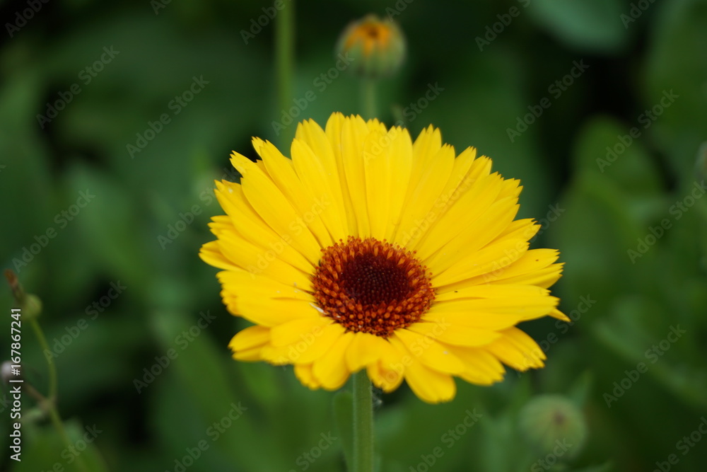 Calendula flower Calendula flower