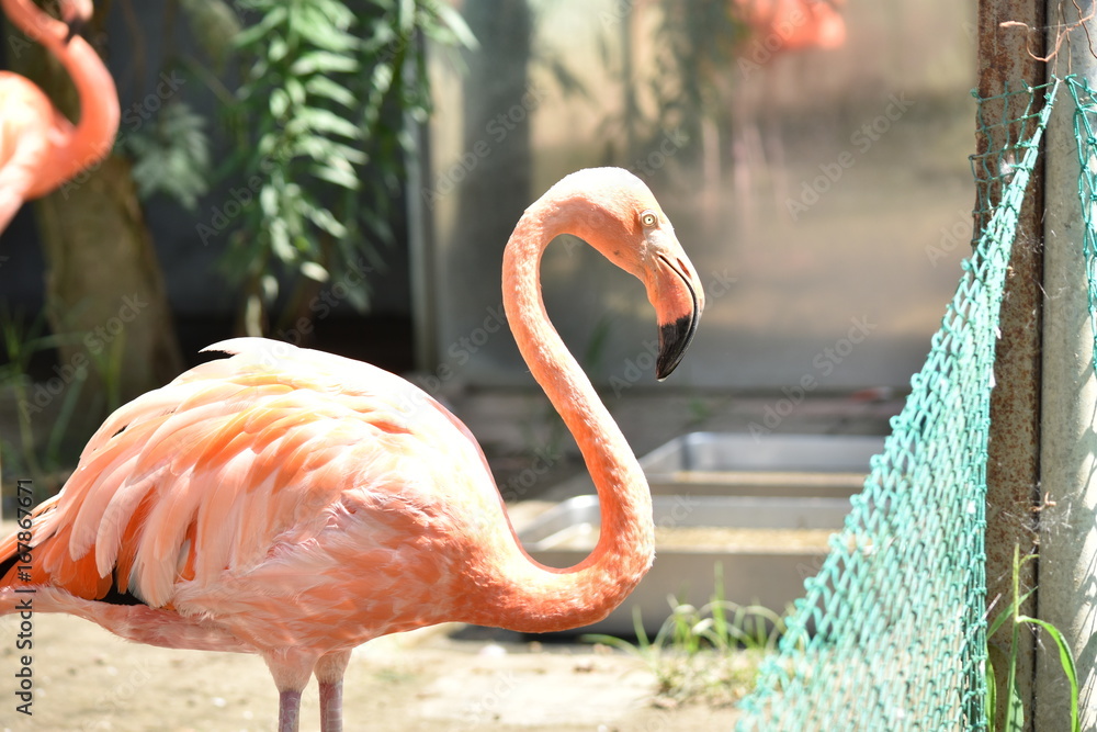 フラミンゴ Stock 写真 Adobe Stock