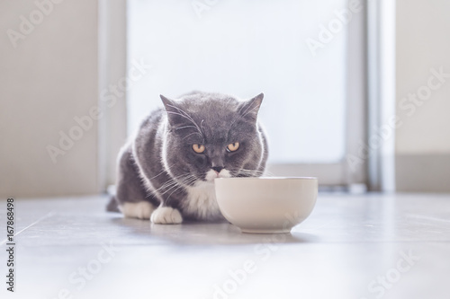 British Shorthair cat eating