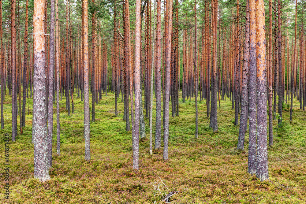 Fototapeta premium northern pine forest