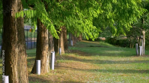 Green trees and fresh leaves in public park, swaying in wind
