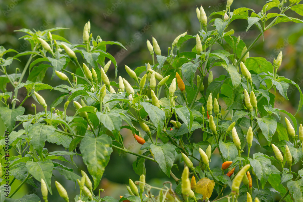 chili peppers on the tree in garden.
