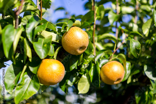 Wallpaper Mural 梨 Torontodigital.ca