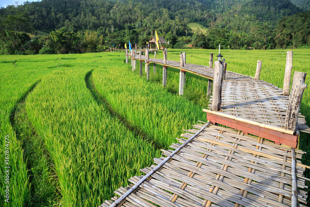 Rural Green rice fields and bamboo bridge in Pai , Mae Hong Son province.