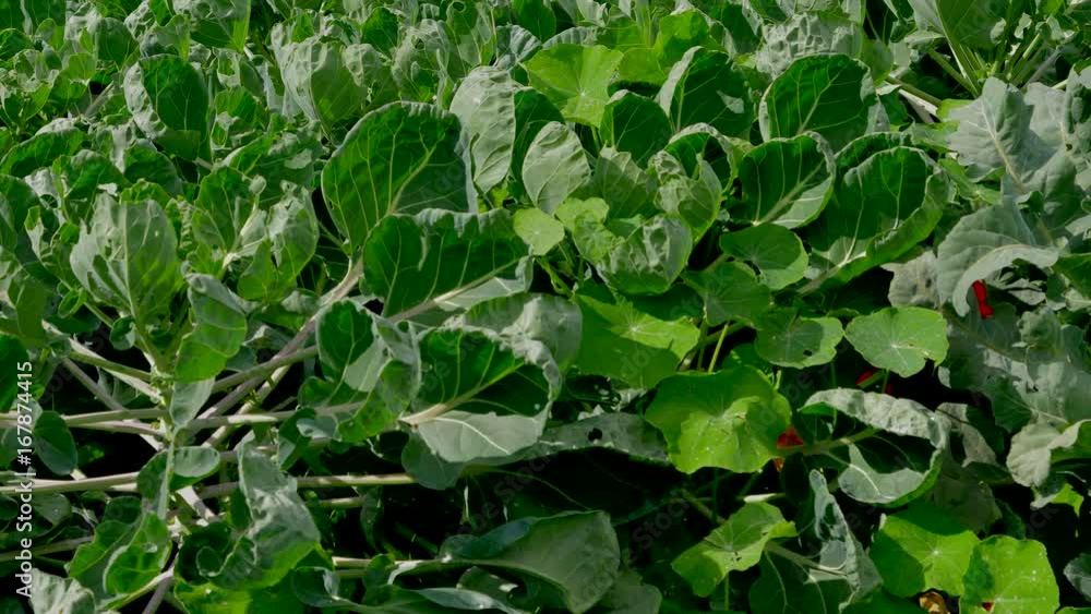 Vegetables growing in a market garden allotment back yard organic- 4K Vegetables growing in a market garden allotment back yard organic- 4K