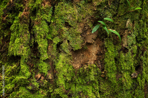 Canvas Print Green moss growing on driftwood, Ever green plant background and texture