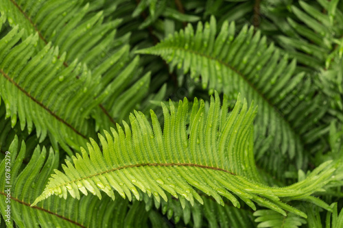 Green ferns leaves with water drops as natural background