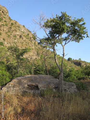 Spindly tree and low rock on Andalusian hillside