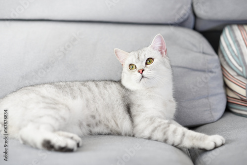 Lovely cat with gray-white hair on sofa