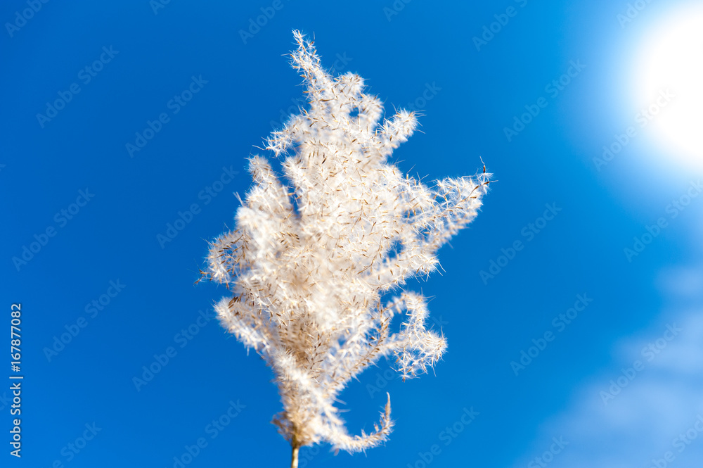 dandelion-with-blue-sky dandelion-with-blue-sky
