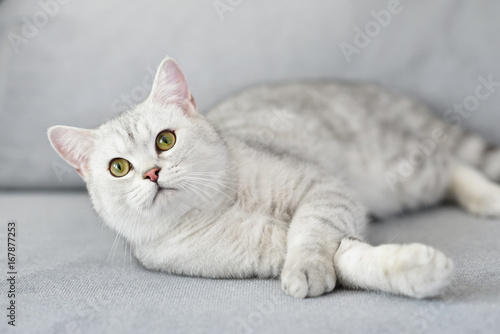 Lovely cat with gray-white hair on sofa