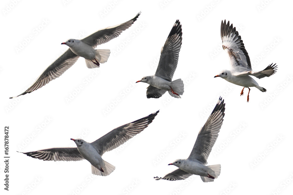 Obraz premium Flying seagull on isolated background