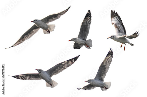 Flying seagull on isolated background