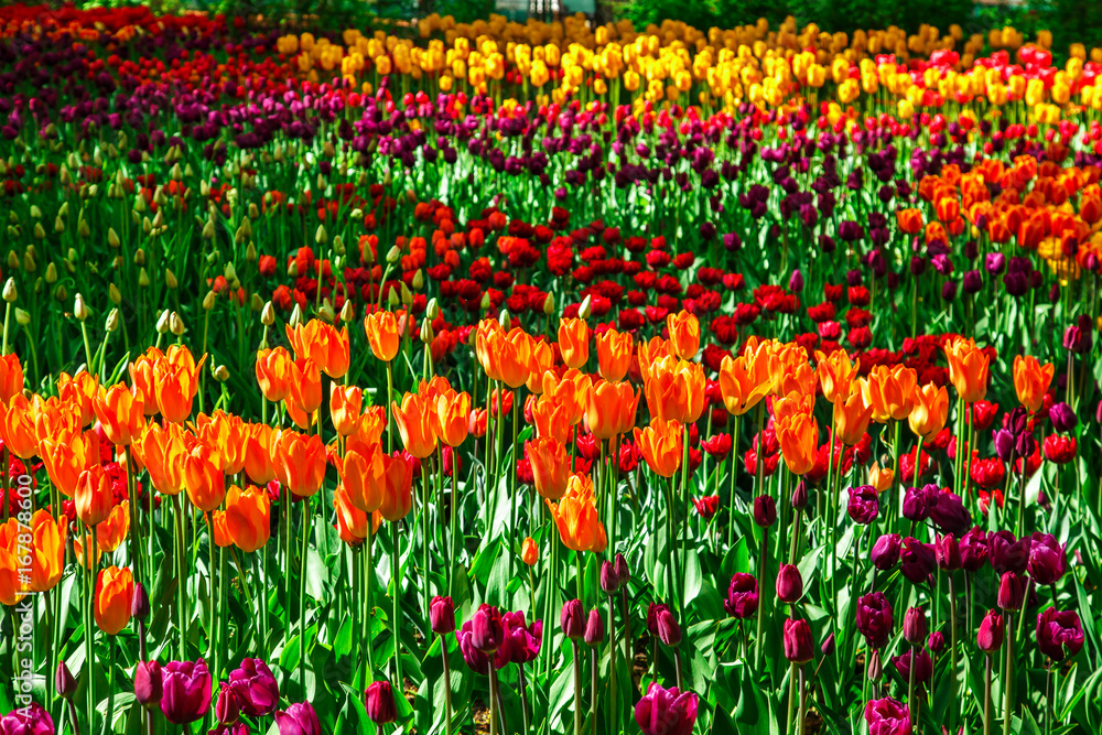 Amazing view of colorful tulips in the garden.