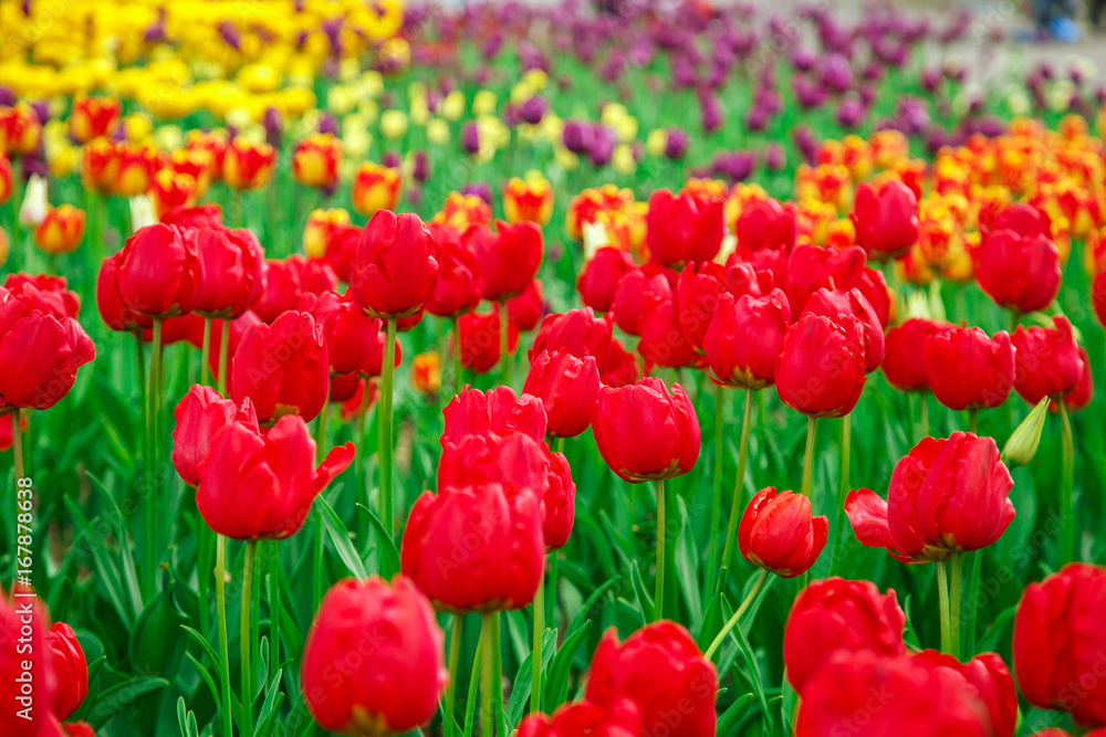 Amazing view of colorful tulips in the garden. Amazing view of colorful tulips in the garden.