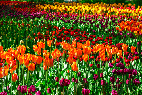  Amazing view of colorful tulips in the garden.