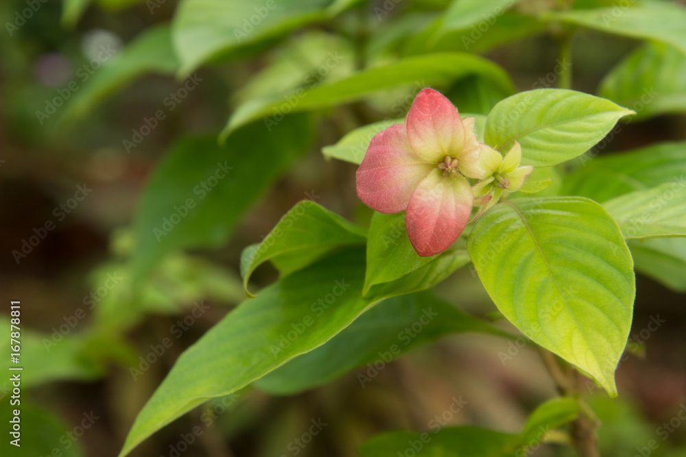 Fototapeta premium flower