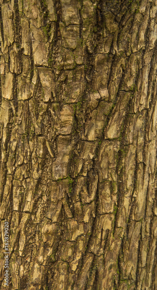 Fototapeta premium tree bark close up