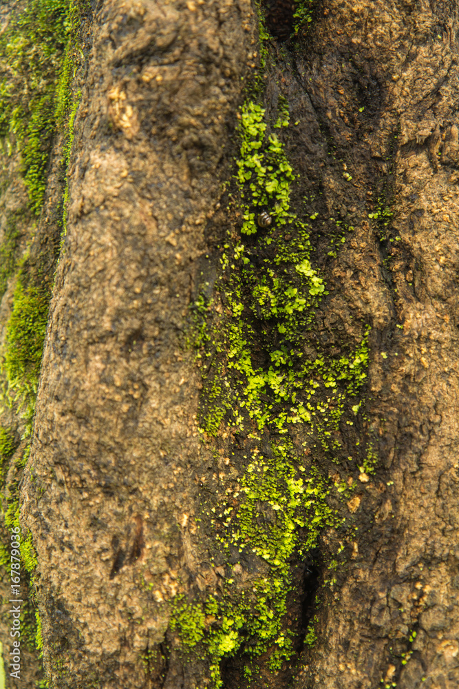 Obraz premium Moss on Tree bark