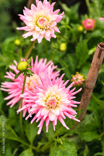Fototapeta Naklejka Na Ścianę i Meble -  dahlia flowers