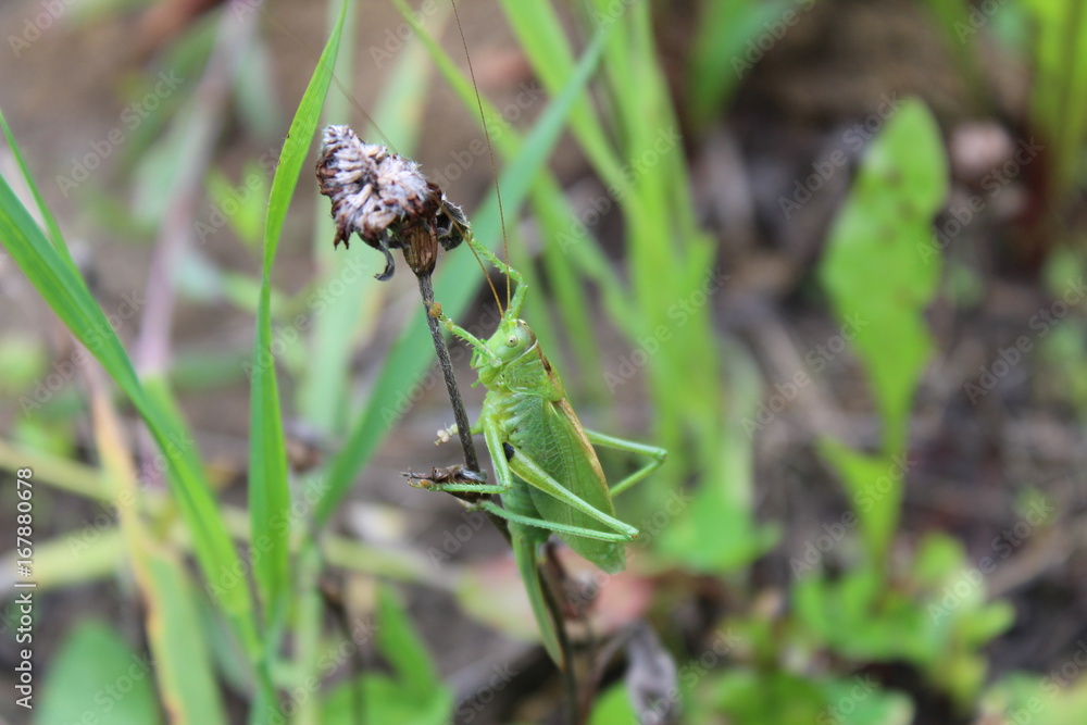 grasshopper grasshopper